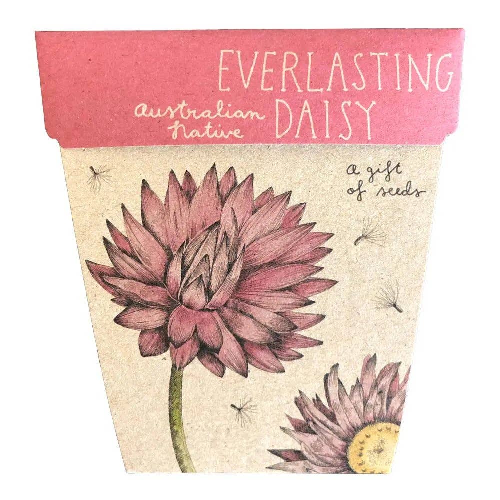 Everlasting Daisy Gift of Seeds (Australia Only)